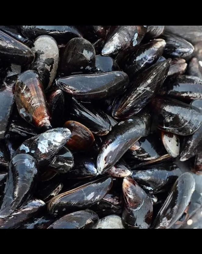 Premium seafood selection for restaurant wholesale and yacht provisioning in Skiathos